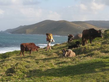 The ‘trail’ is a series of fisherman paths and it’s not unusual to come across cows grazing merrily on the hillslopes or chilling on the beach.