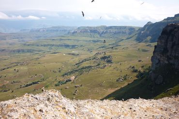 Soaring on the thermals. This colony is only one of two vulture colonies in the Drakensberg.