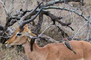Red-billed Oxpeckers with their distinctive yellow ring around the eyes and bright red bills, have a symbiotic relationship with large grazers.