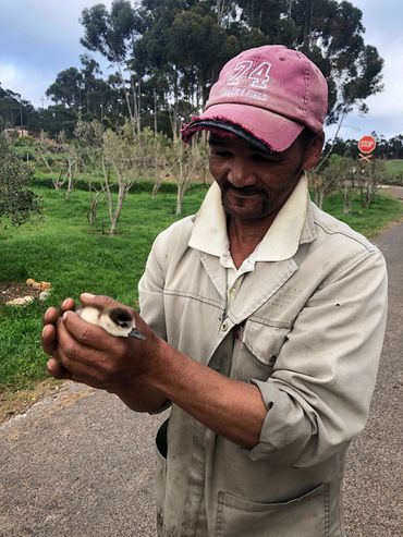 A duckling rescue in operation.