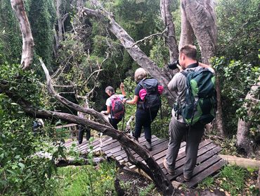 Wooden stairs built down into the Witvoetskloof forest