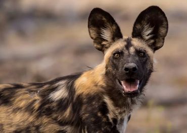 The Soutpansberg once formed part of the natural range of wild dogs, particularly the foothill savannas and plains, but sadly resident packs are no longer common, largely due to habitat loss and human conflict.