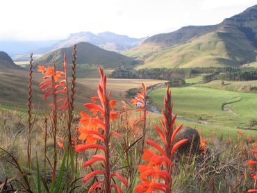 Watsonia’s in flower during Spring – Southern Drakensberg.