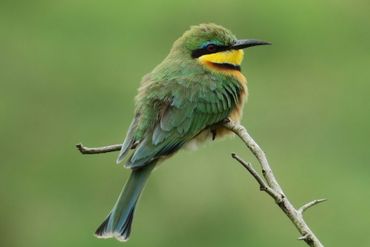 Little Bee-eaters thrive around open woodlands and wetland areas, and are oh-so photogenic.