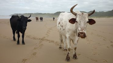 D’em cows on the beach becomes a normalised sight after a few days on the Lower Wild Coast Hotel-Hopping trail