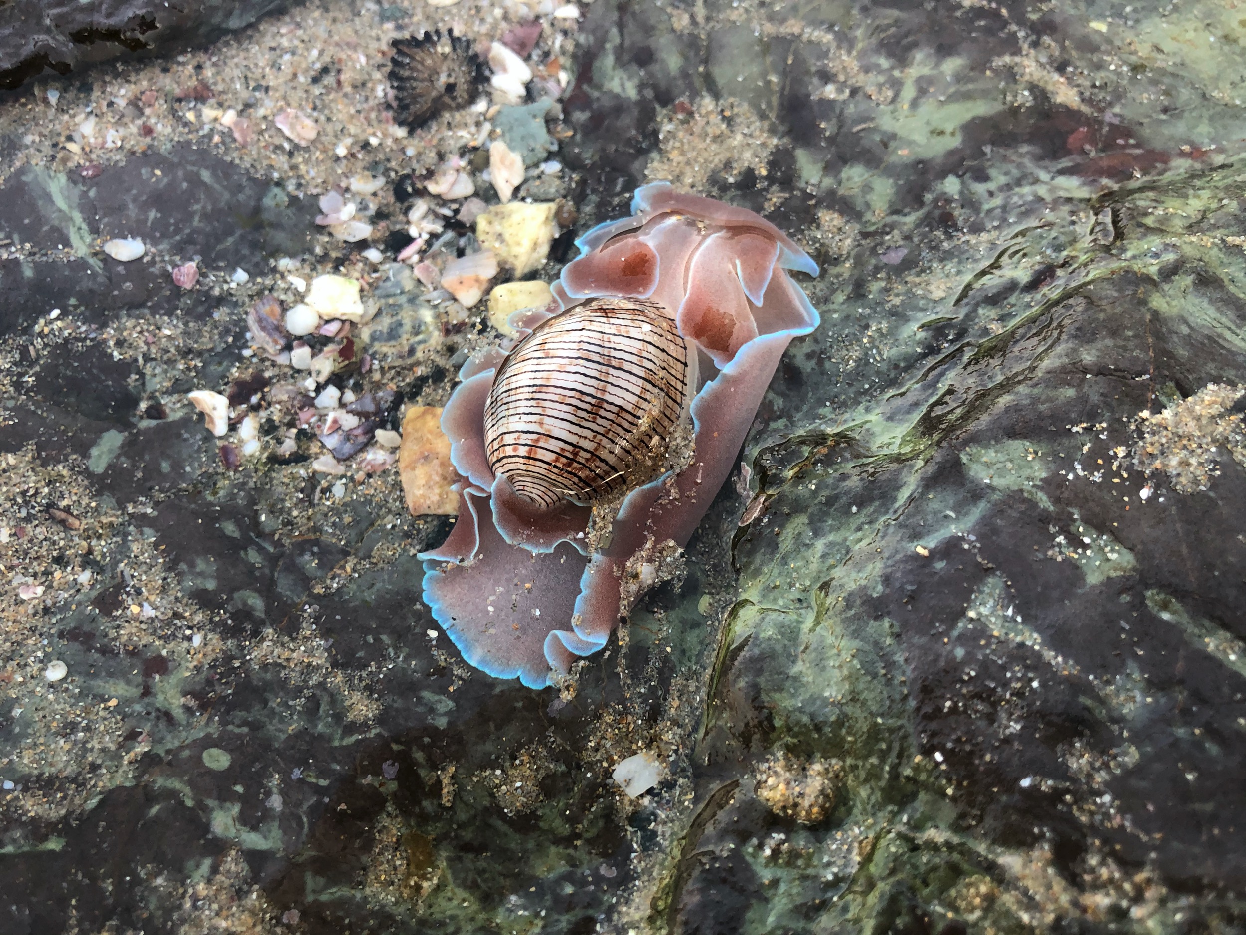 A beautiful nudibranch spotted in one of the rock pools