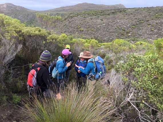 Montane Fynbos - Diversity Trail