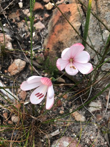 Many beautiful species of Iradaceae emerge in Spring.