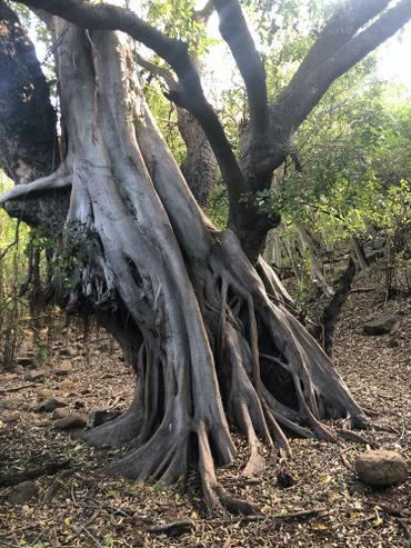 Ancient Fig on the Tugela Canyons trail