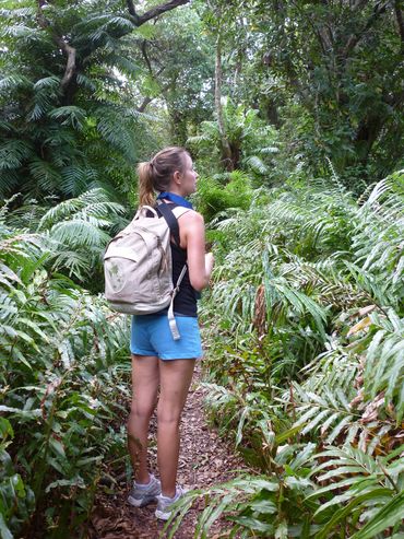 Paths through ancient fern forests