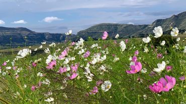 The Free State in Spring – a cosmos wonderland.