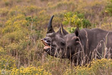 The hooked upper lip of this Black Rhino makes it adept at browsing on leaves and twigs.