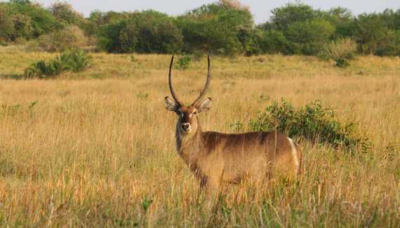 With expansive wetlands, grasslands and forests, the Eastern Shore's is home to most antelope species including the iconic Waterbuck.